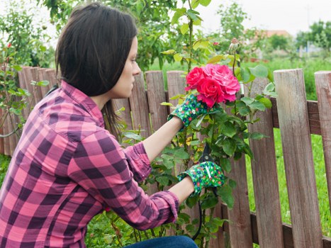 Healthy garden plants after clearance